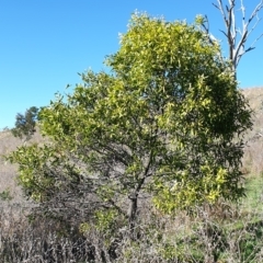 Acacia melanoxylon at Cook, ACT - 26 Aug 2021