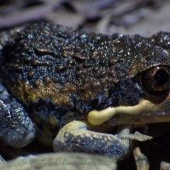 Limnodynastes superciliaris (Coastal Banjo Frog) at Agnes Banks, NSW - 11 Jan 2021 by PatrickCampbell