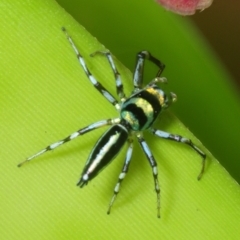 Cosmophasis micarioides at Smithfield, QLD - 26 Apr 2017 08:03 AM