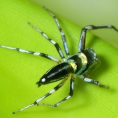 Cosmophasis micarioides at Smithfield, QLD - 26 Apr 2017 08:03 AM