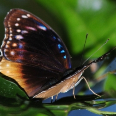 Hypolimnas bolina (Varied Eggfly) at Palm Cove, QLD - 27 Apr 2017 by Harrisi