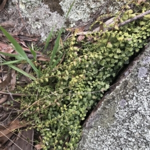 Asplenium flabellifolium at Red Hill, ACT - 27 Aug 2021 02:00 PM