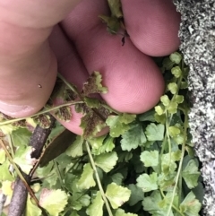 Asplenium flabellifolium at Red Hill, ACT - 27 Aug 2021 02:00 PM