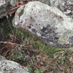 Asplenium flabellifolium at Red Hill, ACT - 27 Aug 2021 02:00 PM