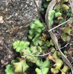 Asplenium subglandulosum (Blanket Fern) at Garran, ACT - 27 Aug 2021 by Tapirlord