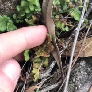 Pleurosorus rutifolius at Garran, ACT - 27 Aug 2021