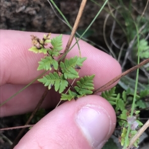 Cheilanthes distans at Garran, ACT - 27 Aug 2021 02:03 PM