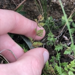 Cheilanthes distans at Garran, ACT - 27 Aug 2021