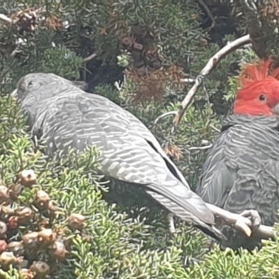 Callocephalon fimbriatum (Gang-gang Cockatoo) at Hughes, ACT - 29 Aug 2021 by MichaelMulvaney