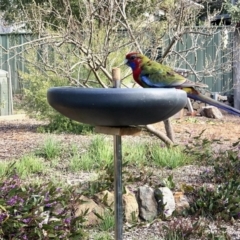 Platycercus elegans (Crimson Rosella) at Aranda, ACT - 28 Aug 2021 by KMcCue