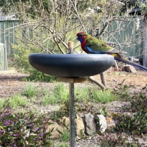 Platycercus elegans at Aranda, ACT - 28 Aug 2021