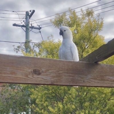 Cacatua galerita (Sulphur-crested Cockatoo) at Aranda, ACT - 28 Aug 2021 by KMcCue