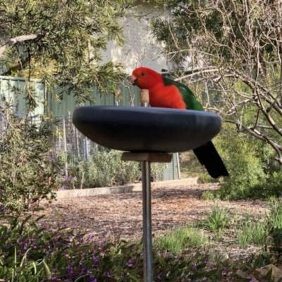 Alisterus scapularis (Australian King-Parrot) at Aranda, ACT - 21 Aug 2021 by KMcCue