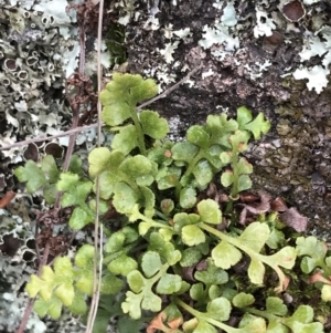 Pleurosorus rutifolius at Red Hill Nature Reserve - 27 Aug 2021