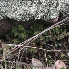 Pleurosorus rutifolius at Red Hill Nature Reserve - 27 Aug 2021