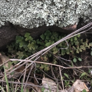 Pleurosorus rutifolius at Red Hill Nature Reserve - 27 Aug 2021