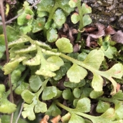 Pleurosorus rutifolius at Red Hill Nature Reserve - 27 Aug 2021