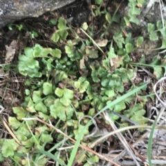 Pleurosorus rutifolius (Blanket Fern) at Garran, ACT - 27 Aug 2021 by Tapirlord