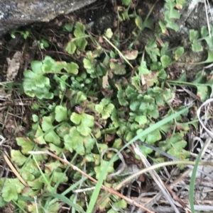 Asplenium subglandulosum at Garran, ACT - 27 Aug 2021 02:14 PM