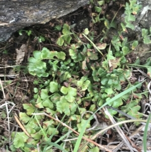 Asplenium subglandulosum at Garran, ACT - 27 Aug 2021 02:14 PM