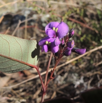 Hardenbergia violacea (False Sarsaparilla) at Tuggeranong Hill - 10 Aug 2021 by michaelb