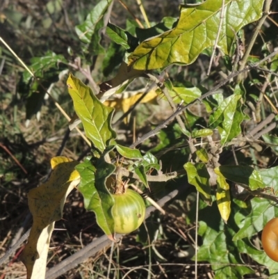 Solanum cinereum (Narrawa Burr) at Tuggeranong Hill - 10 Aug 2021 by MichaelBedingfield