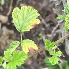 Rubus parvifolius (Native Raspberry) at Garran, ACT - 27 Aug 2021 by Tapirlord