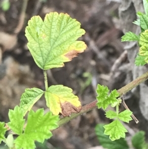 Rubus parvifolius at Garran, ACT - 27 Aug 2021 02:15 PM