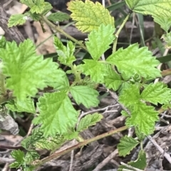 Rubus parvifolius at Garran, ACT - 27 Aug 2021