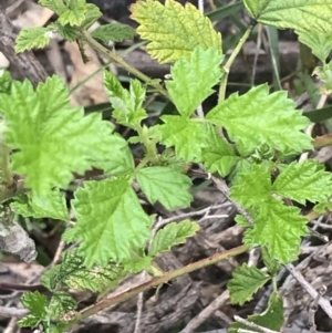 Rubus parvifolius at Garran, ACT - 27 Aug 2021