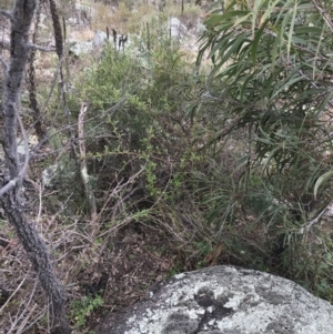 Rubus parvifolius at Garran, ACT - 27 Aug 2021 02:15 PM