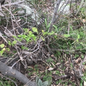 Rubus parvifolius at Garran, ACT - 27 Aug 2021