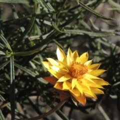 Xerochrysum viscosum (Sticky Everlasting) at Tuggeranong Hill - 10 Aug 2021 by MichaelBedingfield