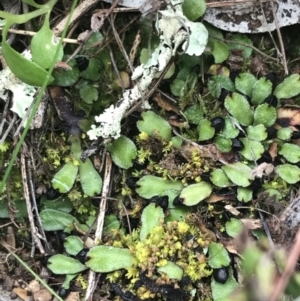 Targionia lorbeeriana at Garran, ACT - 27 Aug 2021