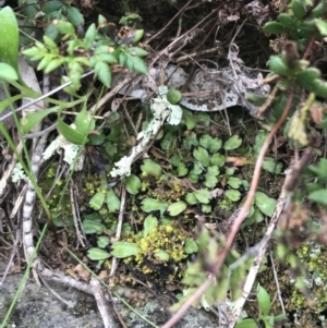 Targionia lorbeeriana at Garran, ACT - 27 Aug 2021