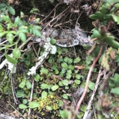 Targionia lorbeeriana at Garran, ACT - 27 Aug 2021