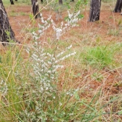 Leucopogon fletcheri subsp. brevisepalus (Twin Flower Beard-Heath) at Isaacs, ACT - 30 Aug 2021 by Mike