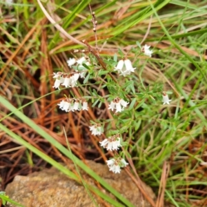 Cryptandra amara at Jerrabomberra, ACT - 30 Aug 2021 02:38 PM