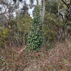 Hedera helix (Ivy) at Tuggeranong DC, ACT - 30 Aug 2021 by Mike