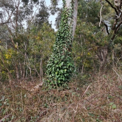 Hedera sp. (helix or hibernica) (Ivy) at Tuggeranong DC, ACT - 30 Aug 2021 by Mike