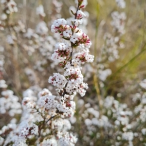 Leucopogon attenuatus at Isaacs, ACT - 30 Aug 2021