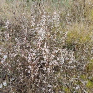 Styphelia attenuata at Isaacs, ACT - 30 Aug 2021