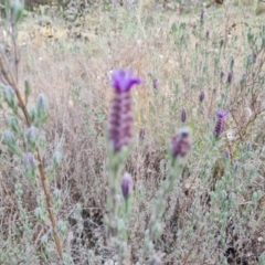 Lavandula stoechas (Spanish Lavender or Topped Lavender) at Isaacs, ACT - 30 Aug 2021 by Mike
