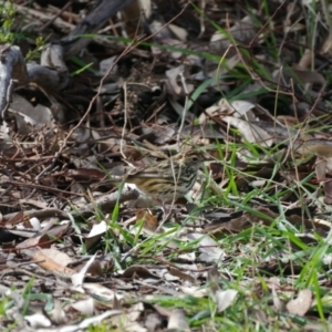 Pyrrholaemus sagittatus at Deakin, ACT - 30 Aug 2021 12:45 PM