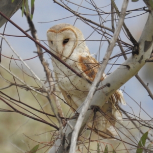 Tyto alba at Kambah, ACT - 30 Aug 2021 01:28 PM