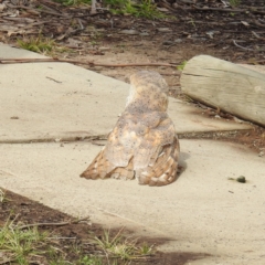 Tyto alba at Kambah, ACT - 30 Aug 2021