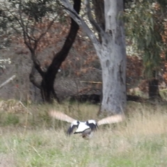 Tyto alba at Kambah, ACT - 30 Aug 2021 01:28 PM