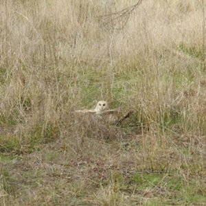 Tyto alba at Kambah, ACT - 30 Aug 2021