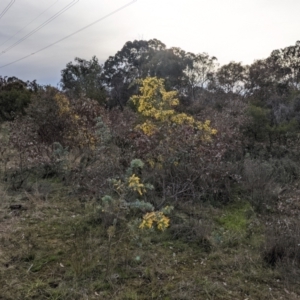 Acacia baileyana at Hackett, ACT - 30 Aug 2021