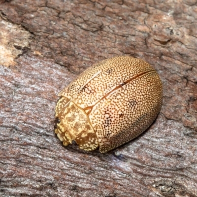 Paropsis atomaria (Eucalyptus leaf beetle) at Woodstock Nature Reserve - 30 Aug 2021 by Roger